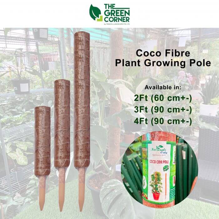 Coco Fibre Plant growing Pole