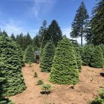 Noble Fir - Premium Quality Live Christmas Trees from USA
