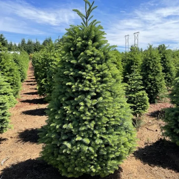 Premium Small Christmas Tree from the USA - Noble Fir - The Green Corner