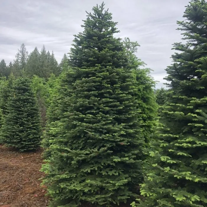 Noble Fir - Premium Quality Live Christmas Trees from USA