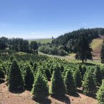 Where to Buy Xmas Tree in Singapore - Noble Fir Christmas Tree - The Green Corner