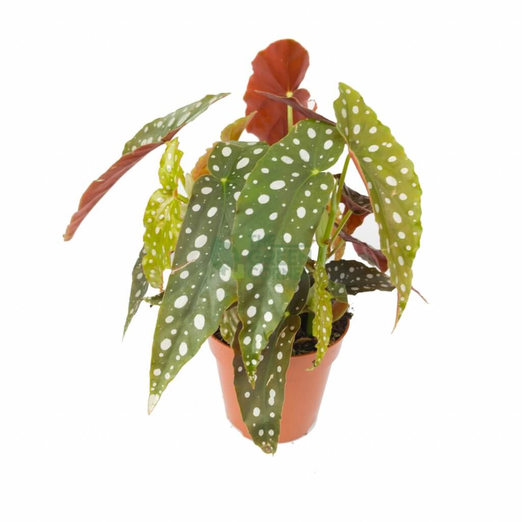 Cultivating Begonia Maculata