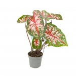 Caladium Carolyn Whorton