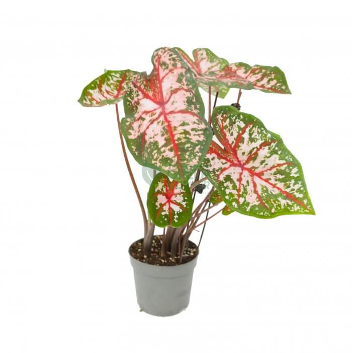 Caladium Carolyn Whorton Caladium Carolyn Whorton