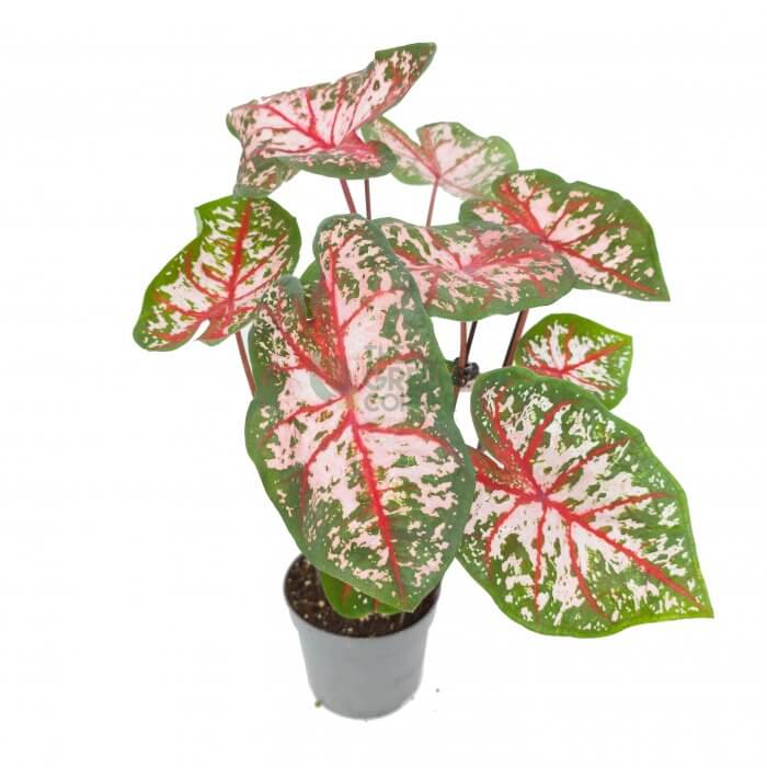 Caladium Carolyn Whorton