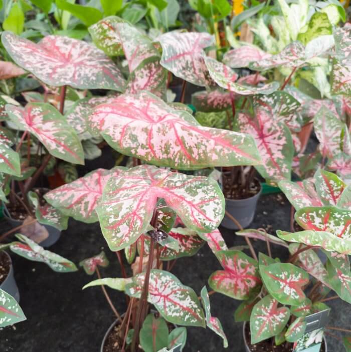 Caladium Carolyn Whorton
