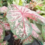 Caladium Carolyn Whorton
