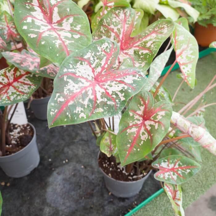 Caladium Carolyn Whorton