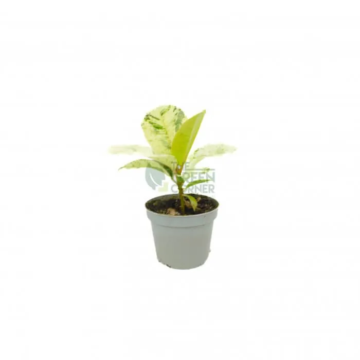Ficus Shivereana Pot 6 cm