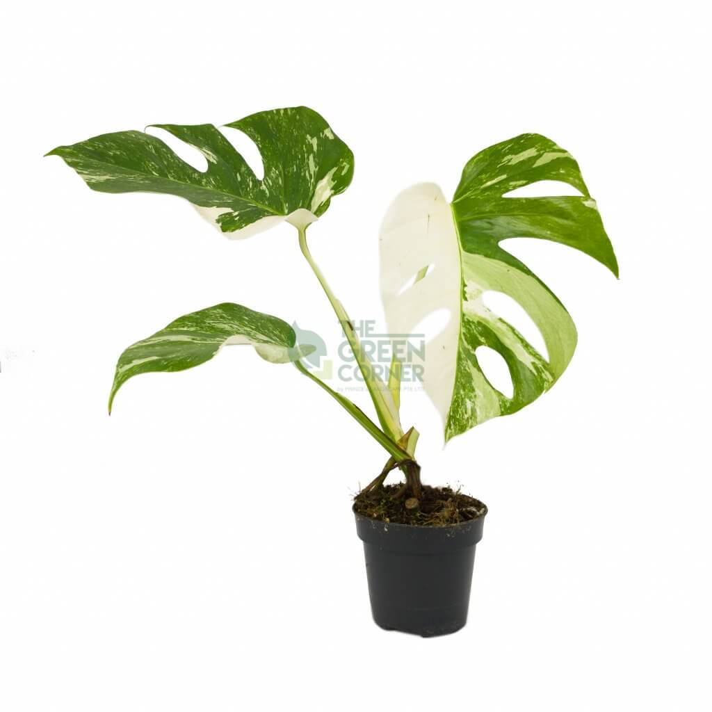 Monstera Borsigiana Albo Variegated