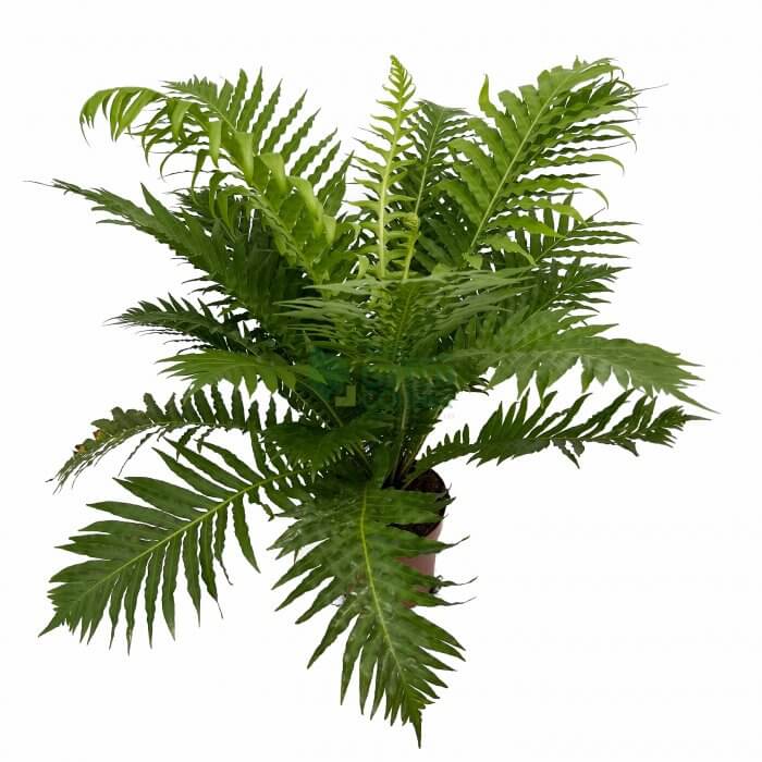 Blechnum Gibbum Dwarf Fern Tree The Green Corner