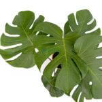 Monstera Deliciosa