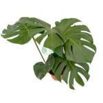 Monstera Deliciosa