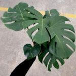 Monstera Deliciosa