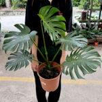Monstera Deliciosa