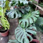 Monstera Deliciosa