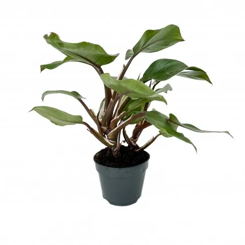 Philodendron White Knight Pot 15 cm