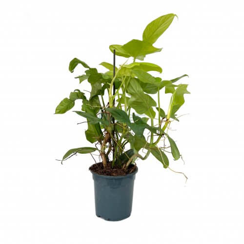Philodendron bipennifolium Yellow Violin Pot 19 cm-