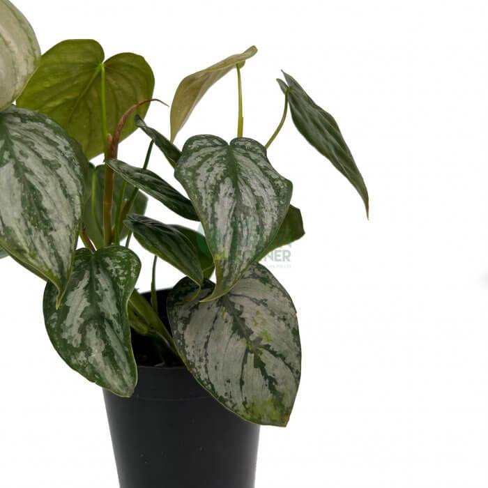 Philodendron Brandtianum - Image 4
