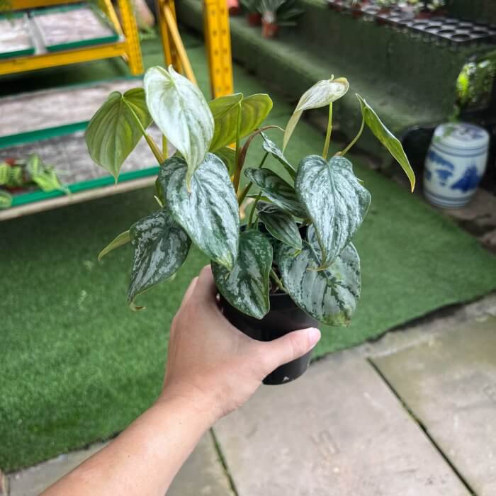 Philodendron Brandtianum - Image 2