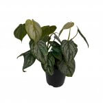 Philodendron Brandtianum