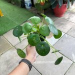 Pilea peperomioides Pot 12 cm