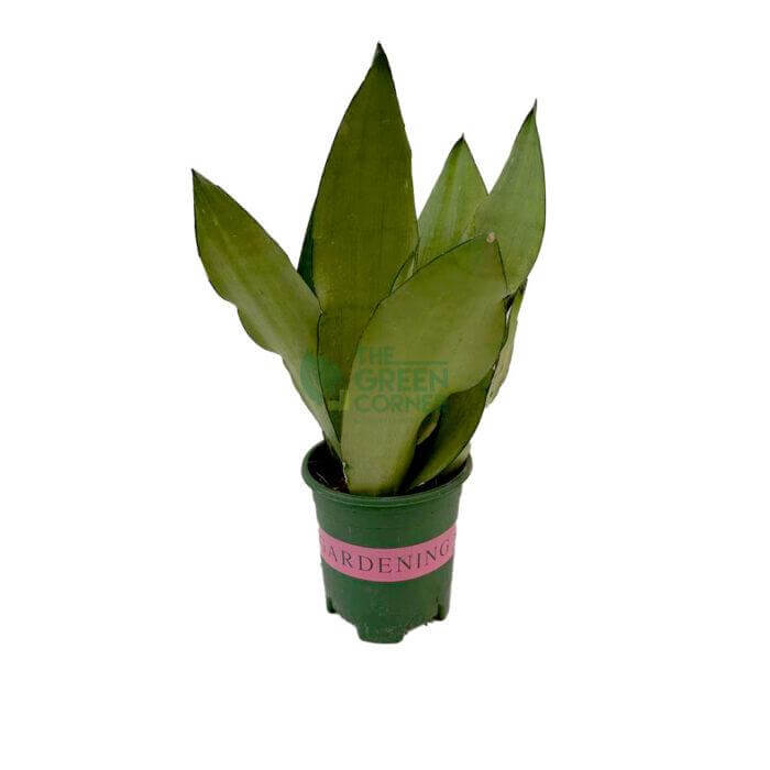 SensevieriaMoonshine