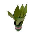 SensevieriaMoonshine