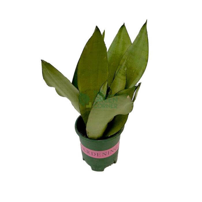 SensevieriaMoonshine