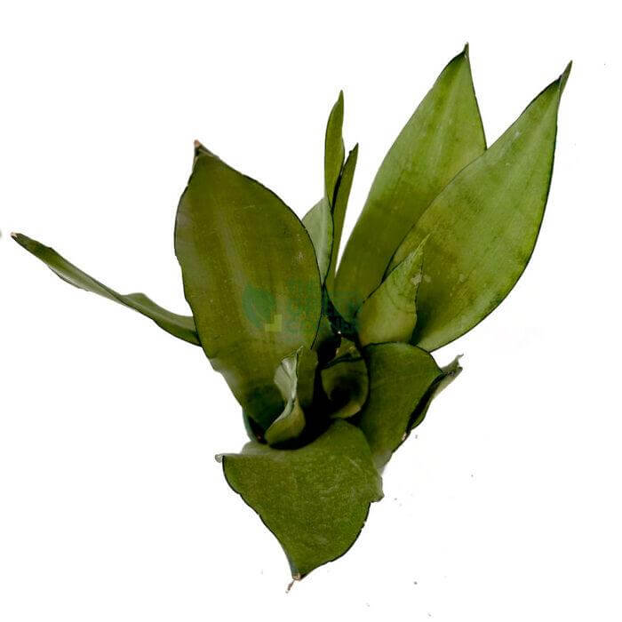 SensevieriaMoonshine