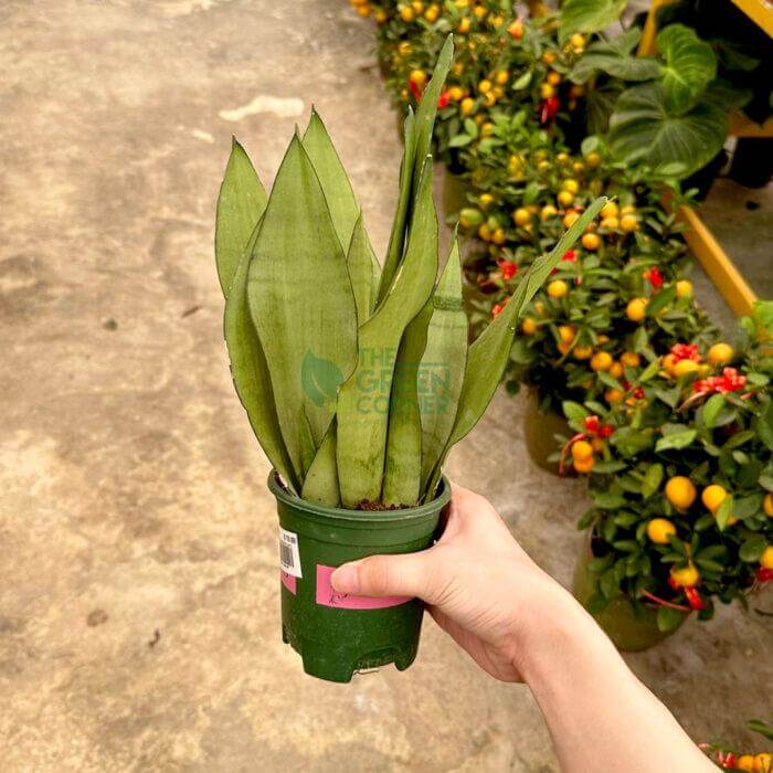 SensevieriaMoonshine