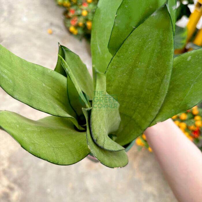 SensevieriaMoonshine