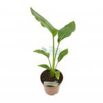 Strelitzia Reginae 'Bird of Paradise'