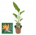 Strelitzia Reginae 'Bird of Paradise'