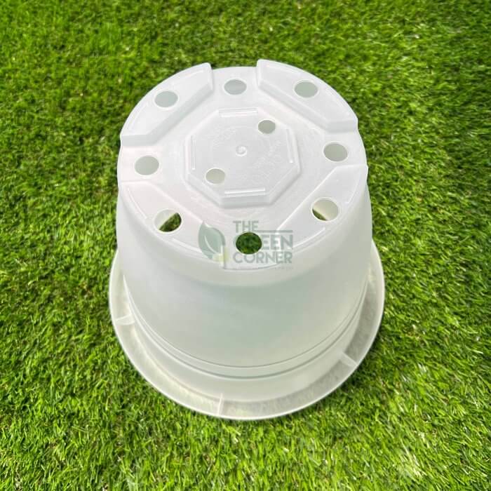 Transparent Pot (260mm) OCTO