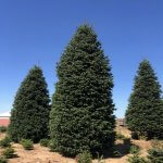 Noble Fir - Premium Quality Live Christmas Trees from USA