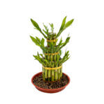 Fortune Bamboo 3/5/8 Layers