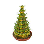 Fortune Bamboo 3/5/8 Layers - Image 3