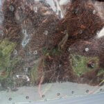 Fernwood New Zealand Soft Fern Substrate 10L