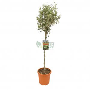 Olea europaea Olive Tree