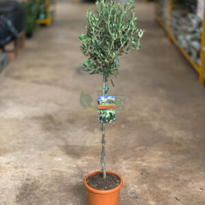 WM_Olea europaea Olive Tree Pot 21 cm_2