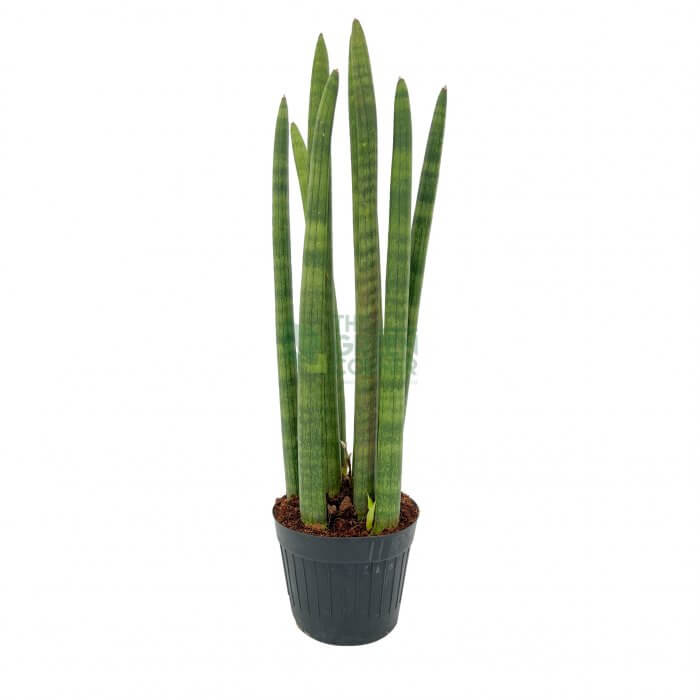 Sansevieria cylindrica The Green Corner