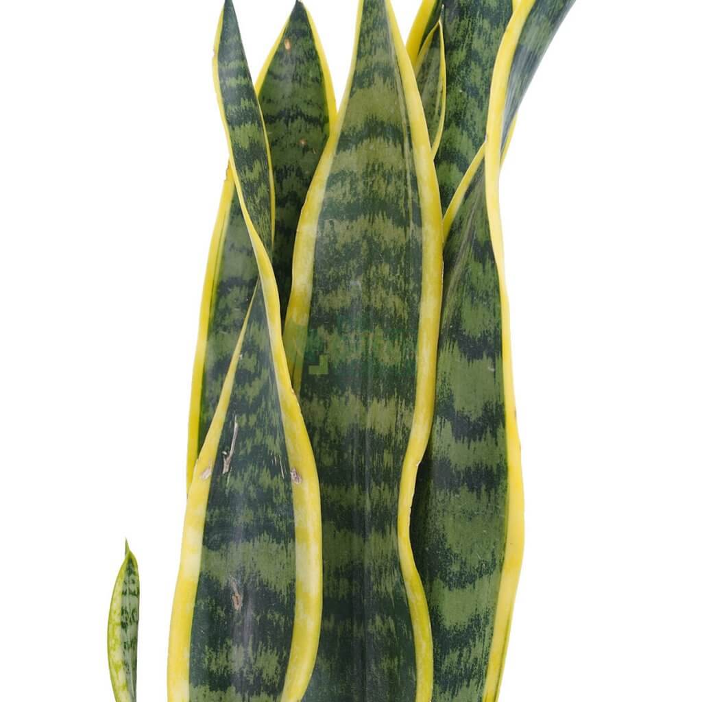 Sansevieria trifasciata 'Snake Plant'