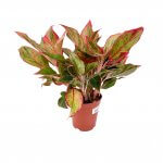 Aglaonema Pink Siam
