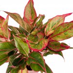 Aglaonema Pink Siam - Image 6