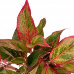 Aglaonema Pink Siam - Image 5