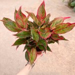 Aglaonema Pink Siam - Image 3