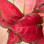 Aglaonema Red Master - Image 2