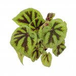 Begonia Iron Cross - Image 6