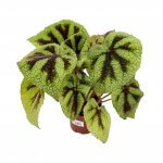 Begonia Iron Cross